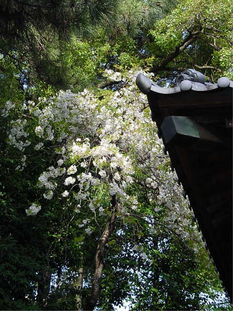 氷川神社 