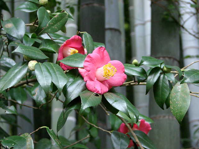 鎌倉 報国寺 竹の庭