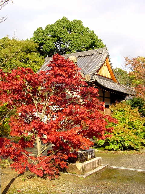 京都 光明寺 