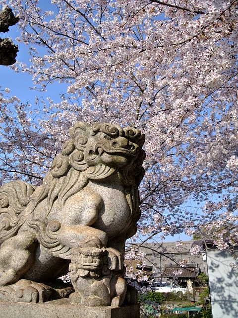 京都　六孫王神社 狛犬 写真