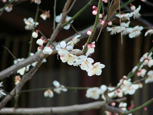京都　幸神社と梅の花