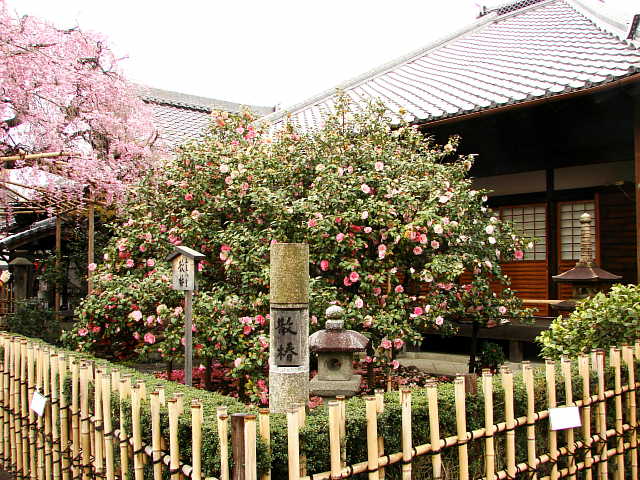 京都　地蔵院（椿寺） 散椿 写真