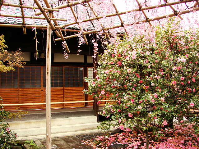 京都　地蔵院（椿寺） 写真