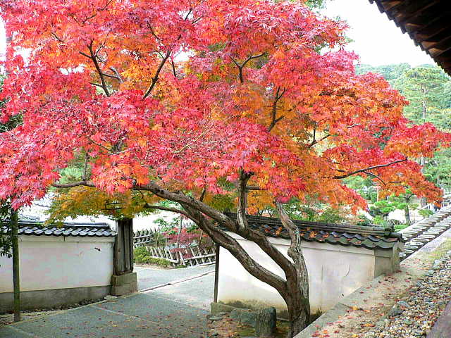 黄檗山　萬福寺 写真