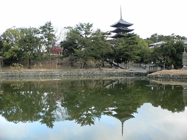 奈良　興福寺 猿沢池から五重塔を望む 写真
