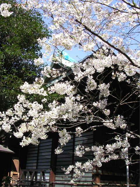 桜木神社 写真