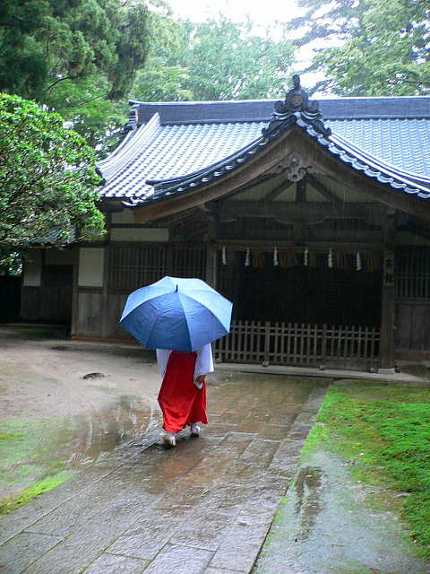 弥彦神社 雨と巫女さん